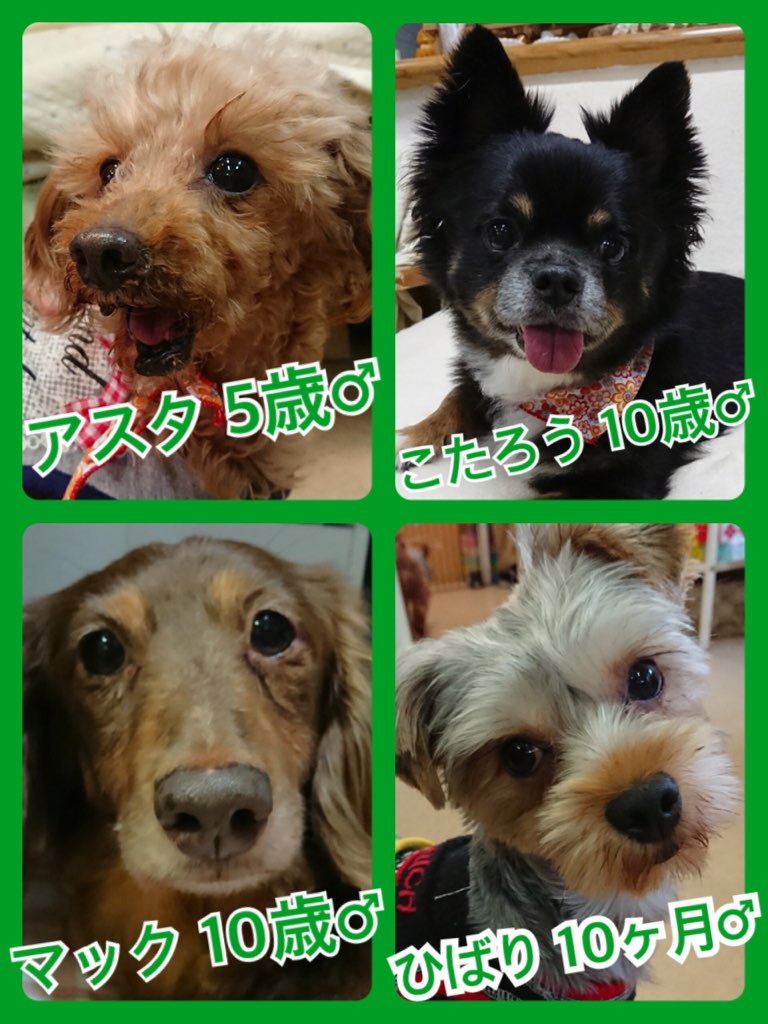 ６月最終日🍀【今日の里親様募集中ワンコ🐶メンバー🐾】2018,6,30